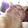 土豆